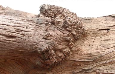wood art is a catch all for a variety of masterfully created wood creationa
